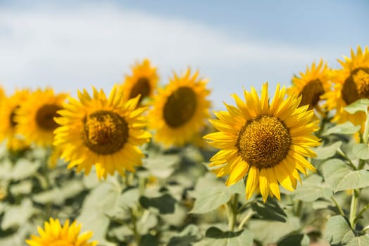 field of blooming sunflowers on a background sunset