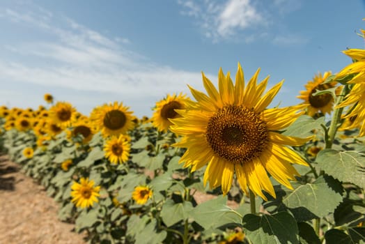 field of blooming sunflowers on a background sunset