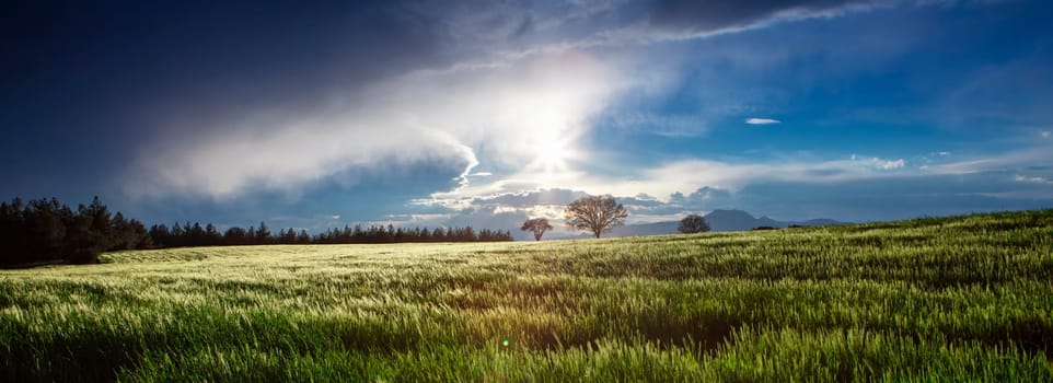 Rice field, Agriculture, paddy, with sunrise or sunset, and flare over the sun, in morning light, Panorama