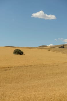 Wheat flied panorama with tree at sunset, rural countryside - Agriculture. High quality photo