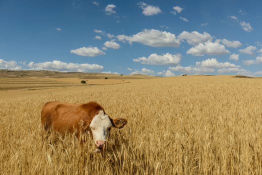 Wheat flied panorama with tree at sunset, rural countryside - Agriculture. High quality photo