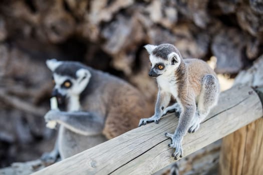 The ring-tailed lemur (Lemur catta). High quality photo