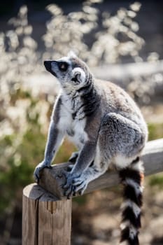 The ring-tailed lemur (Lemur catta). High quality photo