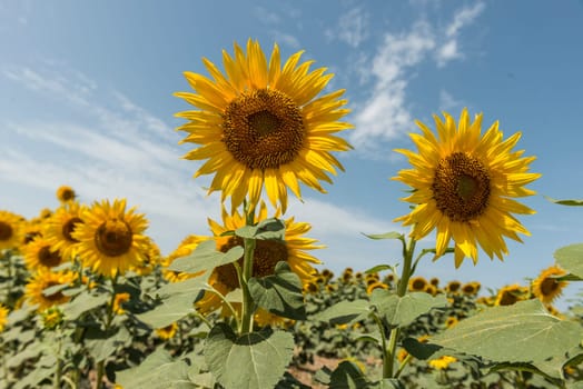 field of blooming sunflowers on a background sunset