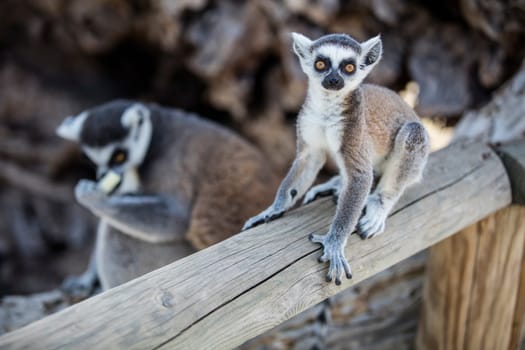 The ring-tailed lemur (Lemur catta). High quality photo