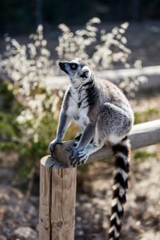 The ring-tailed lemur (Lemur catta). High quality photo