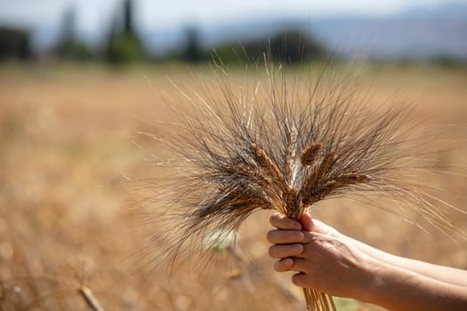 Wheat flied panorama with tree at sunset, rural countryside - Agriculture. High quality photo