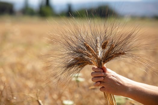 Wheat flied panorama with tree at sunset, rural countryside - Agriculture. High quality photo