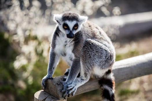 The ring-tailed lemur (Lemur catta). High quality photo