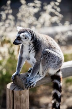 The ring-tailed lemur (Lemur catta). High quality photo