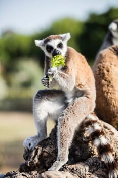 The ring-tailed lemur (Lemur catta). High quality photo