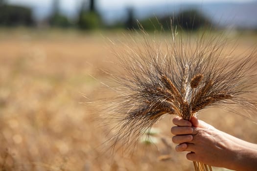 Wheat flied panorama with tree at sunset, rural countryside - Agriculture. High quality photo