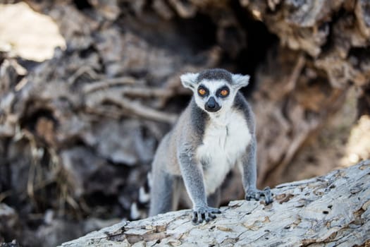 The ring-tailed lemur (Lemur catta). High quality photo