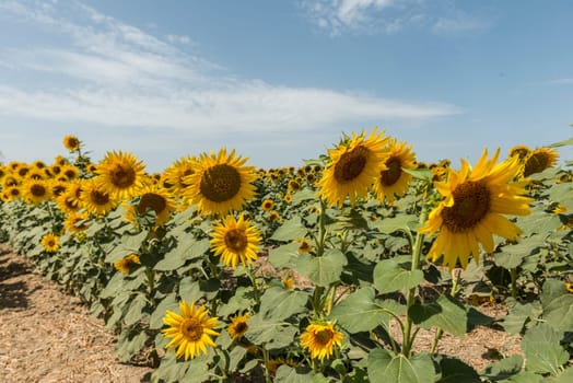 field of blooming sunflowers on a background sunset