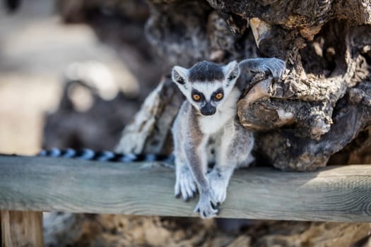 The ring-tailed lemur (Lemur catta). High quality photo