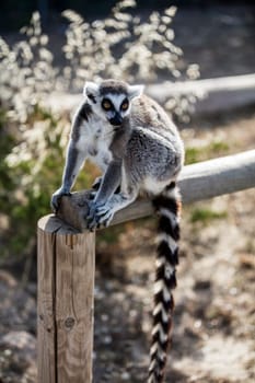 The ring-tailed lemur (Lemur catta). High quality photo