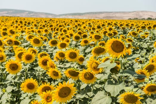 field of blooming sunflowers on a background sunset