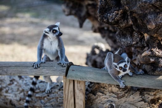 The ring-tailed lemur (Lemur catta). High quality photo