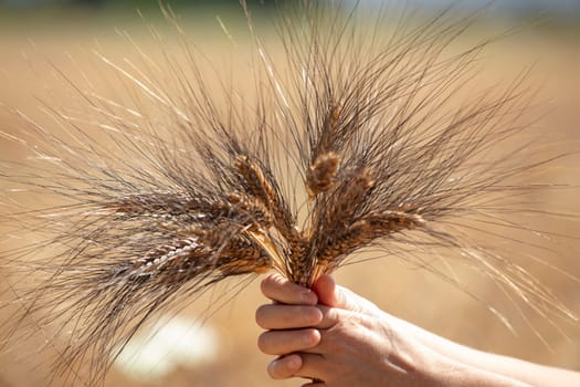 Wheat flied panorama with tree at sunset, rural countryside - Agriculture. High quality photo