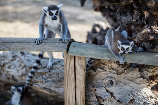 The ring-tailed lemur (Lemur catta). High quality photo