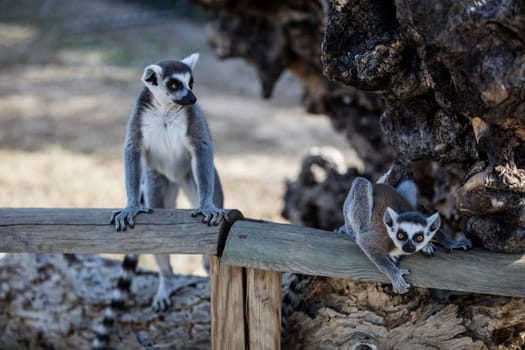 The ring-tailed lemur (Lemur catta). High quality photo