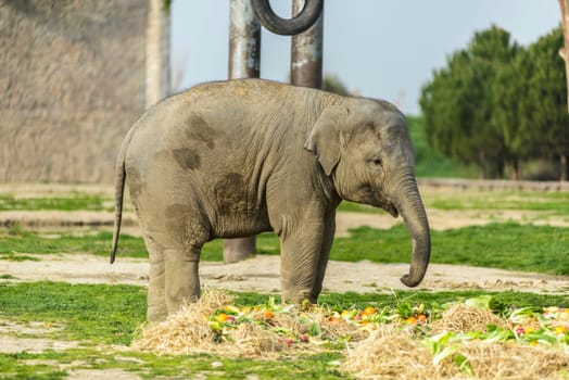 Elephant Family