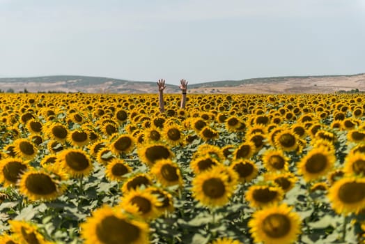 field of blooming sunflowers on a background sunset