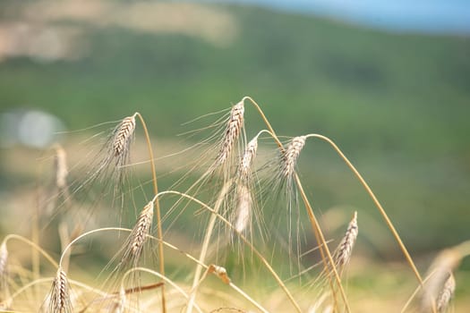 Wheat flied panorama with tree at sunset, rural countryside - Agriculture. High quality photo