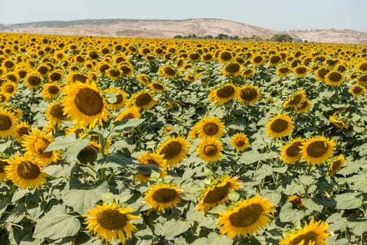 field of blooming sunflowers on a background sunset