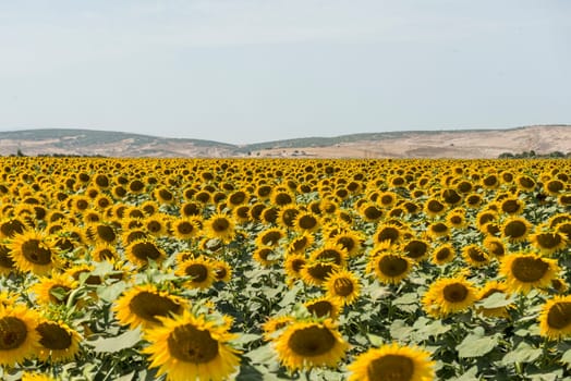 field of blooming sunflowers on a background sunset