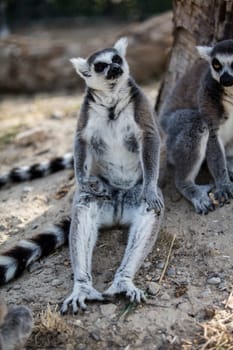 The ring-tailed lemur (Lemur catta). High quality photo