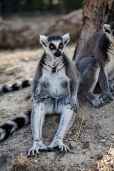 The ring-tailed lemur (Lemur catta). High quality photo