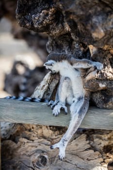 The ring-tailed lemur (Lemur catta). High quality photo