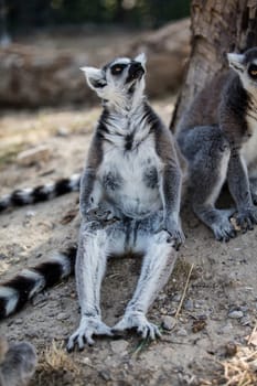 The ring-tailed lemur (Lemur catta). High quality photo