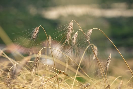 Wheat flied panorama with tree at sunset, rural countryside - Agriculture. High quality photo