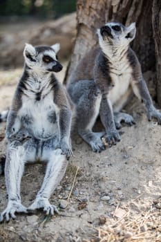 The ring-tailed lemur (Lemur catta). High quality photo