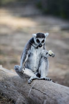 The ring-tailed lemur (Lemur catta). High quality photo