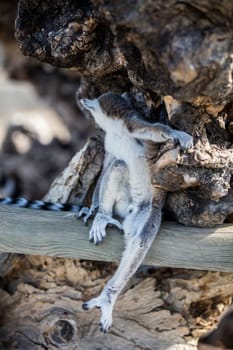 The ring-tailed lemur (Lemur catta). High quality photo