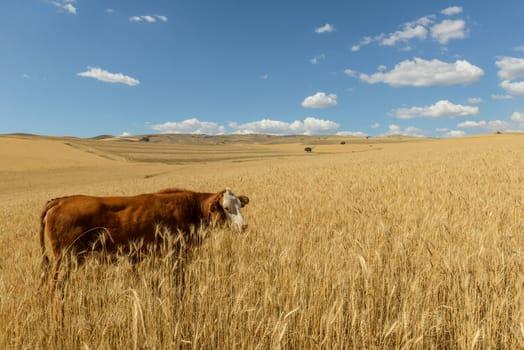 Wheat flied panorama with tree at sunset, rural countryside - Agriculture. High quality photo