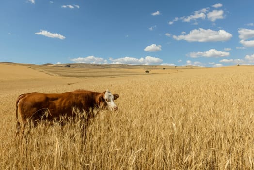 Wheat flied panorama with tree at sunset, rural countryside - Agriculture. High quality photo