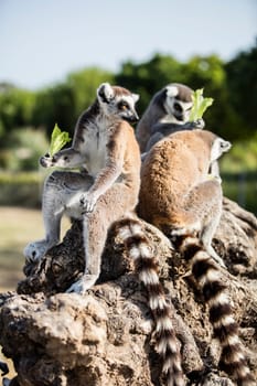 The ring-tailed lemur (Lemur catta). High quality photo