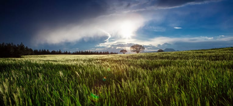 Rice field, Agriculture, paddy, with sunrise or sunset, and flare over the sun, in morning light, Panorama