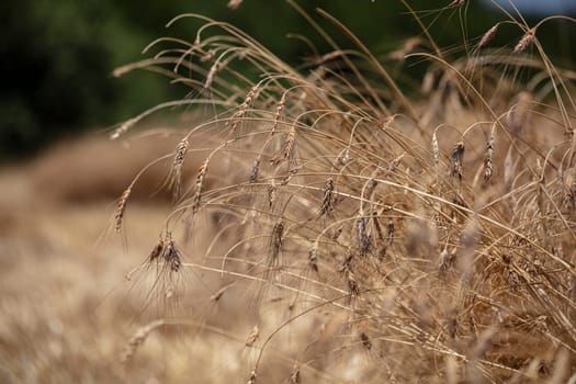 Wheat flied panorama with tree at sunset, rural countryside - Agriculture. High quality photo