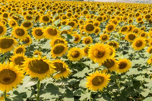 field of blooming sunflowers on a background sunset