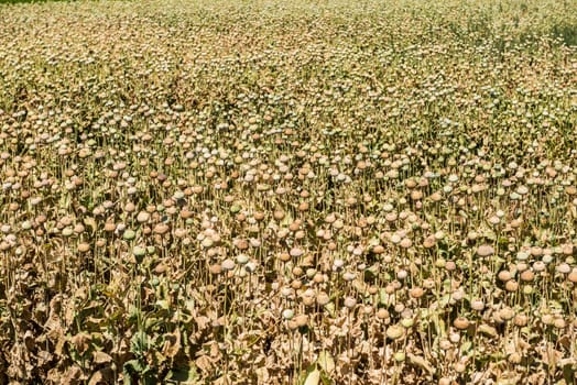 Opium poppies, They are watching you.