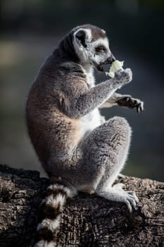 The ring-tailed lemur (Lemur catta). High quality photo