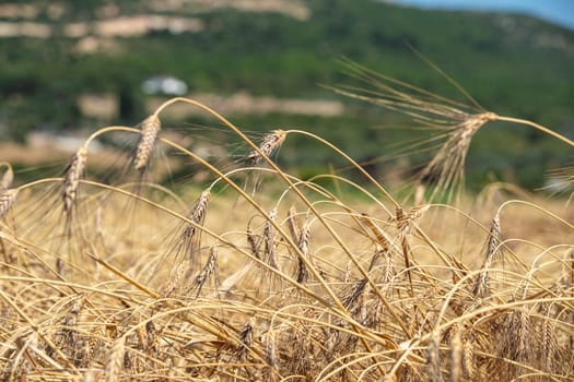 Wheat flied panorama with tree at sunset, rural countryside - Agriculture. High quality photo