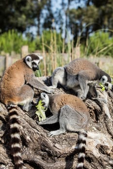 The ring-tailed lemur (Lemur catta). High quality photo