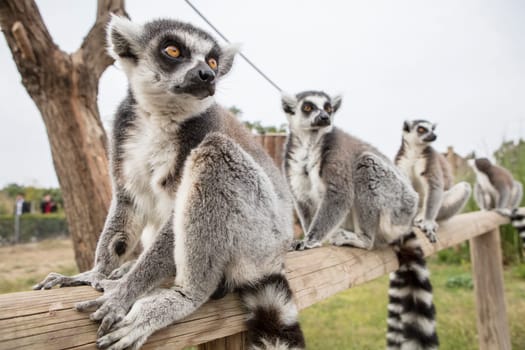 The ring-tailed lemur (Lemur catta). High quality photo