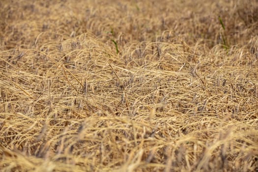 Wheat flied panorama with tree at sunset, rural countryside - Agriculture. High quality photo